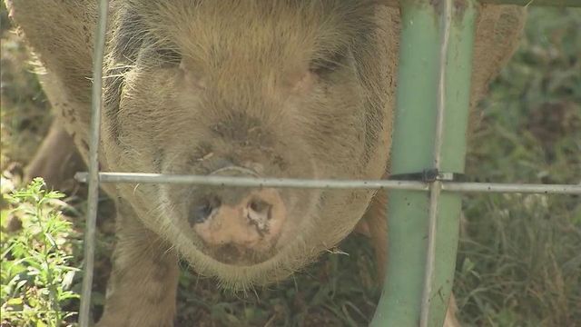 Pot-bellied pig found wandering in Durham
