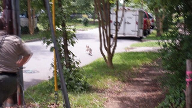 'Aggressive' fox bites one, scares two others in Raleigh