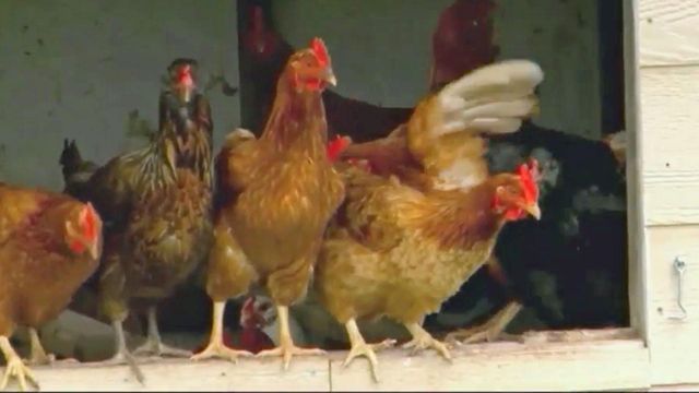 State taking preventative measures to ward off deadly strain of bird flu