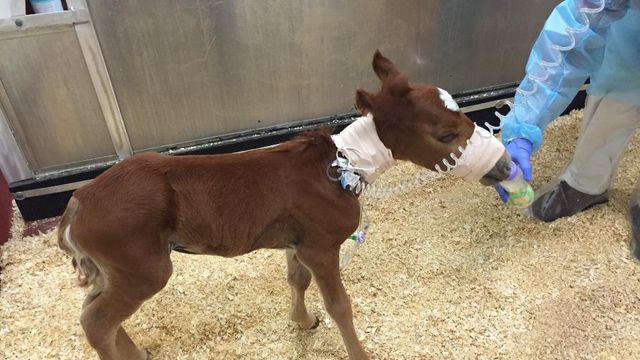 Sick Corolla foal on the mend at NCSU vet hospital