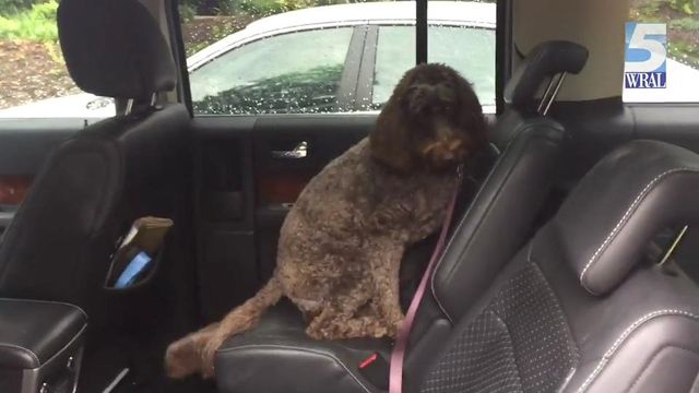 Police respond to calls about dogs being left in cars