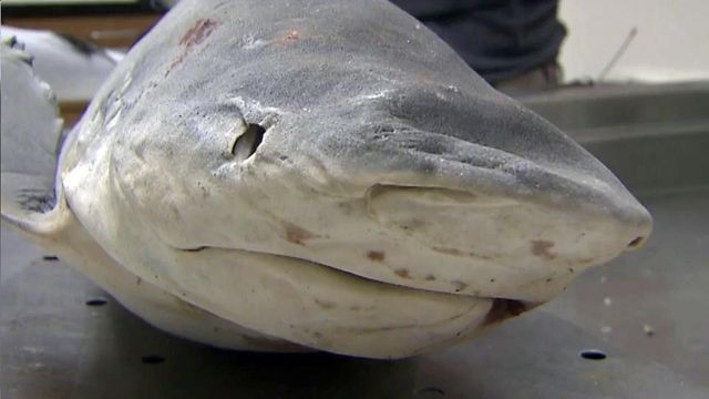 Warmer Pamlico Sound waters attracting more sharks