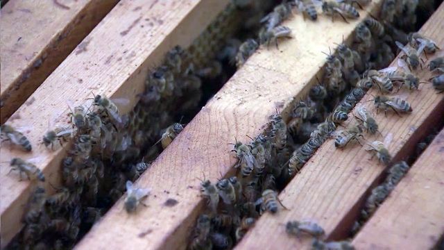 NC State bee research hopes to keep pollination going