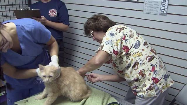 Rescued animals undergoing medical evaluations