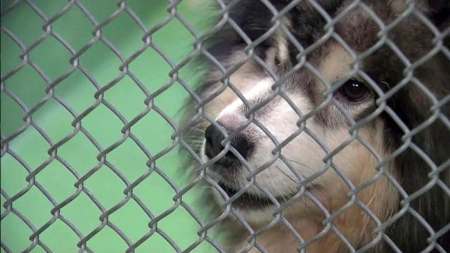 Dogs recovering after being found in filth in Durham home
