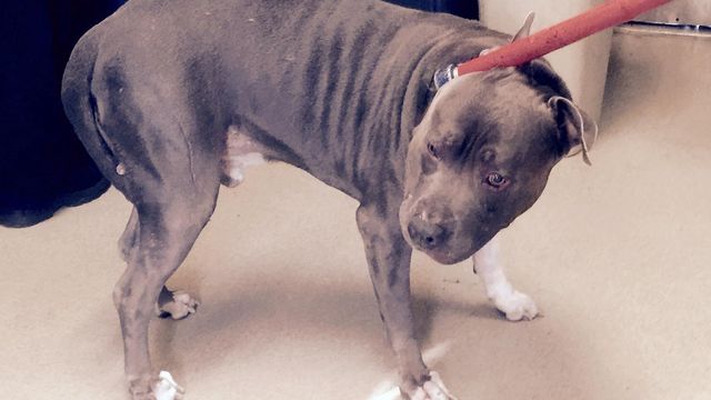 Fayetteville pit bull euthanized after attack on toddler