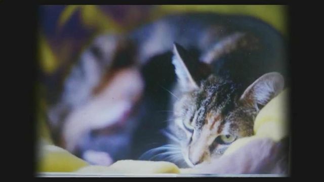 Shelter owner suspicious after cat is shot
