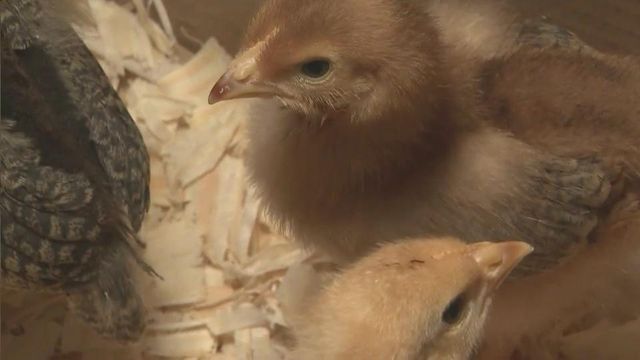 NC officials work to prevent avian flu 