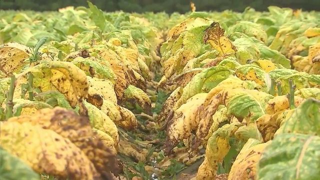 Record rain causes problems for NC farmers