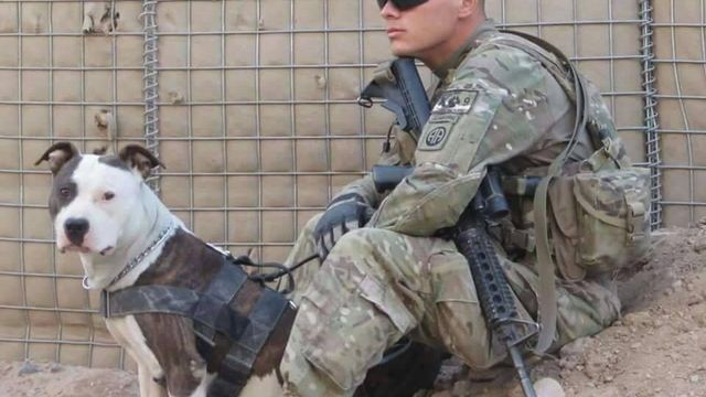 Soldier, sheriff's deputy fight over custody of Army dog