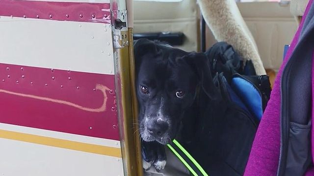Animals in need of new family take flight to forever home