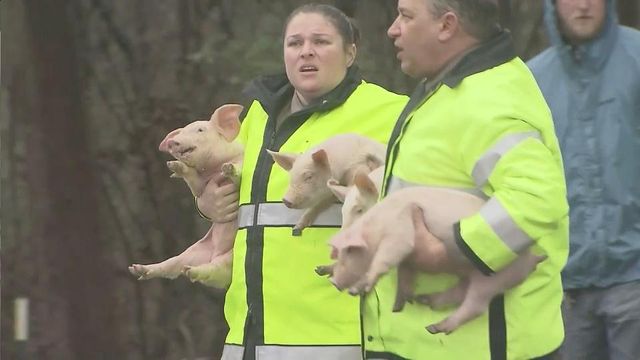 Truck carrying pigs crashes on I-40 West