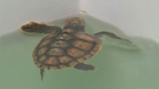 Hundreds of sea turtles wash up on NC coast