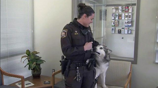 Home at last: Rescued dog reunites with Durham deputy