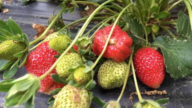 Berry farmers work to keep crops warm during cold snap
