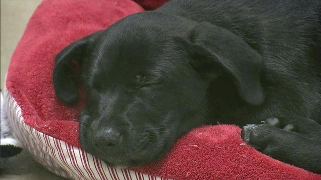 Puppy stolen, returned to Wake SPCA