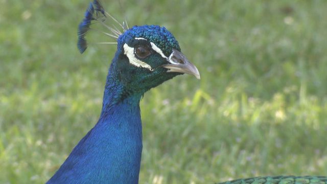 Peacock is colorful conversation piece in Apex