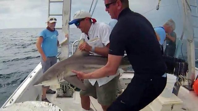 UNC researchers have longest-running study of sharks