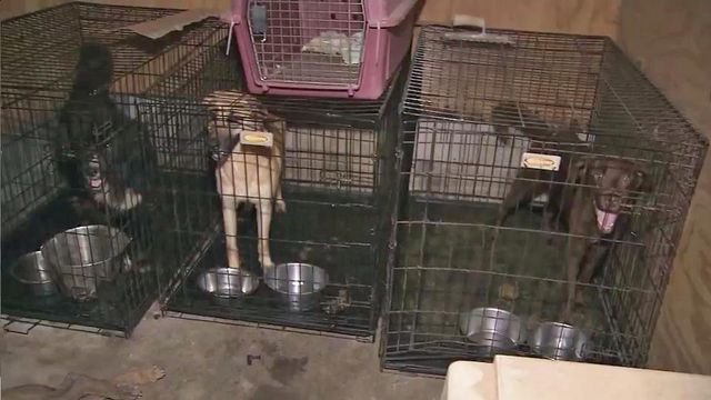 100 animals found neglected at Hoke County home