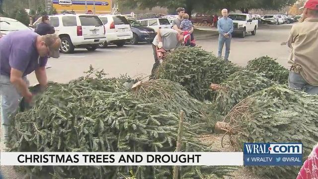 NC drought, wildfires could threaten next year's Christmas tree crop