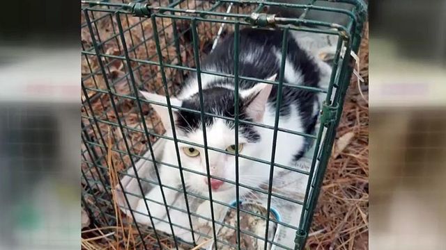Johnston County couple facing animal cruelty charges