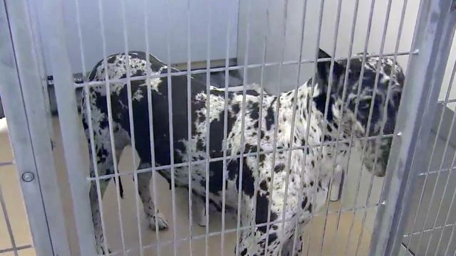 Great Danes put down after attack