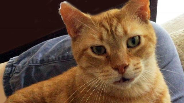 Missing Cary cat attracting lots of attention