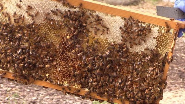 Bee Downtown does its part to help save the honeybees