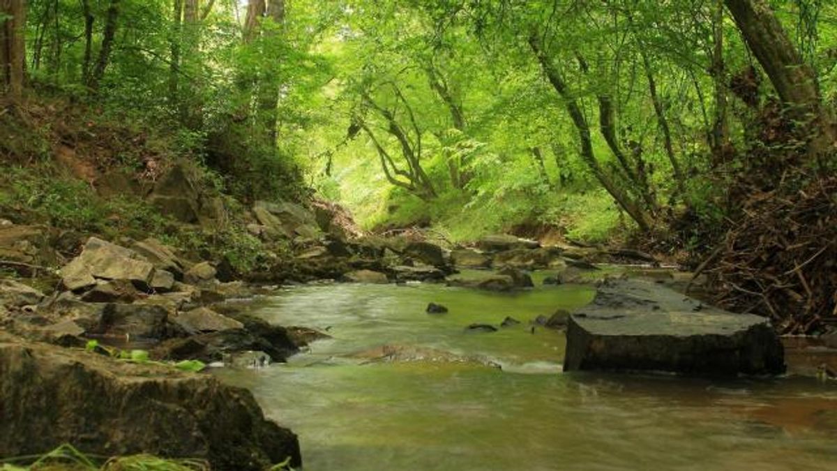 Eno River Association acquires, plans to preserve 56 acres in Orange County