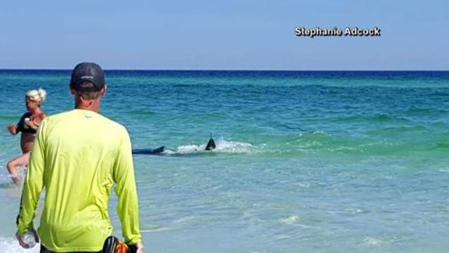 Sharks spotted in ankle deep Florida water