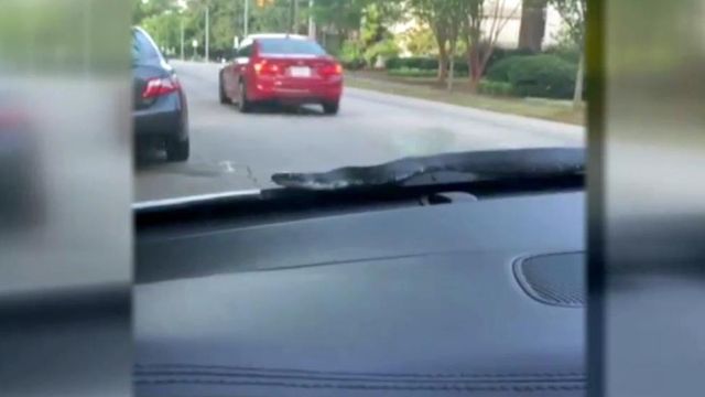 Zebulon woman comes face-to-face with snake on car
