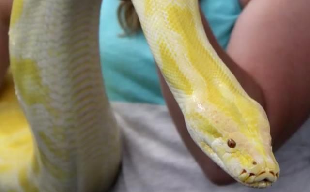 'Adrenaline for sure': Officers capture Burmese python at Pittsboro storage facility