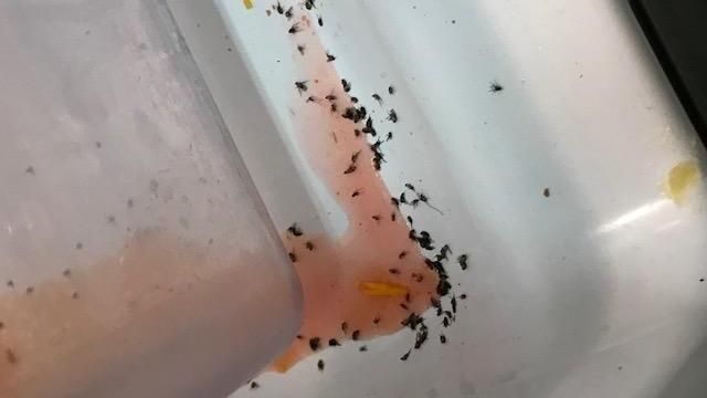 Students met with bugs, mildew in ‘move-in ready’ Raleigh apartments 