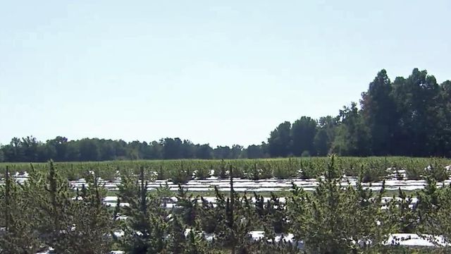 Hemp farmers smell success in Person County
