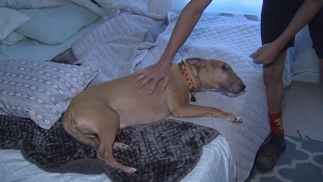 Horrified animal lovers: Thieves pepper spray dogs during Wake County home break-ins