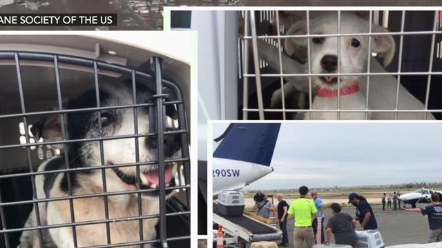 Triangle shelters welcome dogs from Puerto Rico 