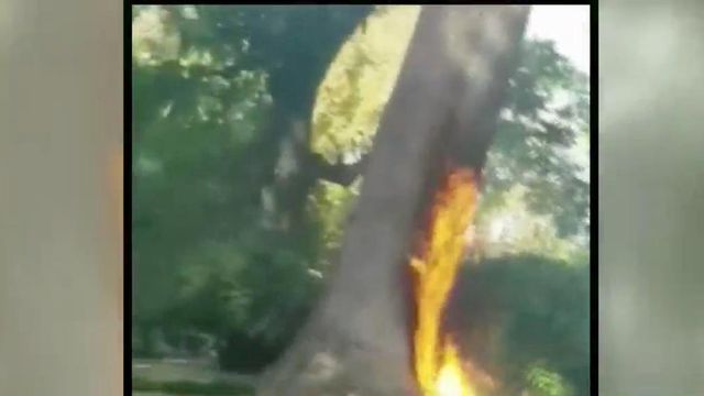 Explosion sparks fire at Davie Poplar tree on UNC-CH campus  