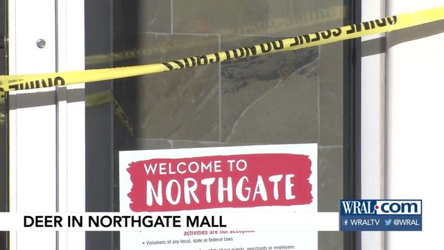 Crews repair glass after deer breaks into Northgate Mall