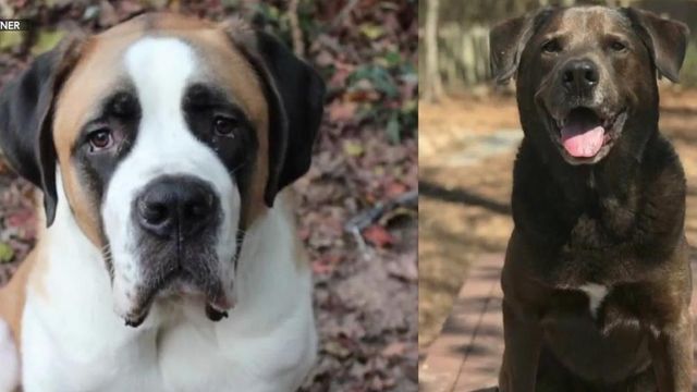 Two dogs die after eating poisonous mushrooms in Raleigh yard