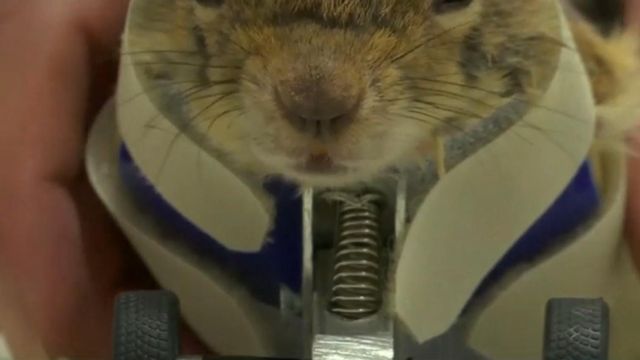 Have you seen this video? Injured squirrel gets wheels, smash and grab
