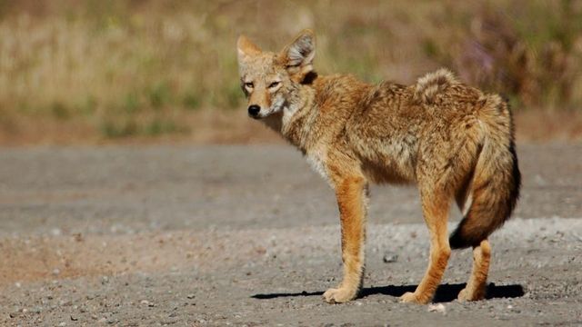 Wake Forest warns of coyote after attack