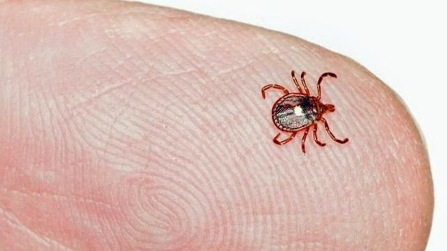 Tick bite causes chief farmer to swear off red meat