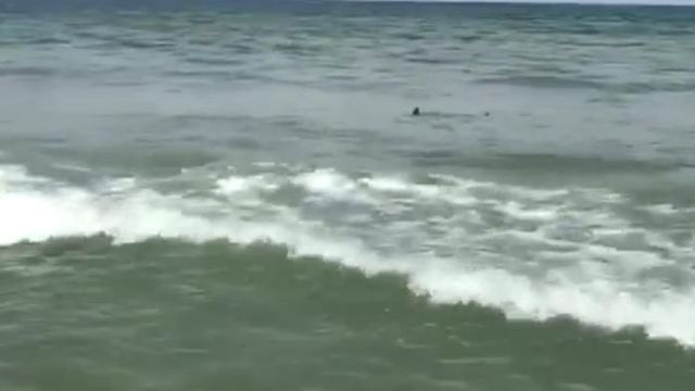 Raw: Shark swims near shore in Myrtle Beach