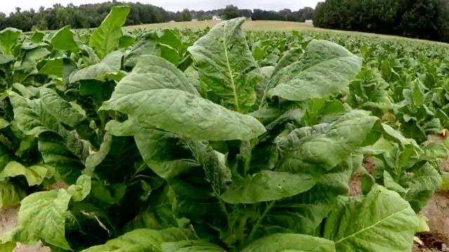 NC farmers fear cutting nicotine will make it harder to export US tobacco
