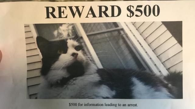 cat