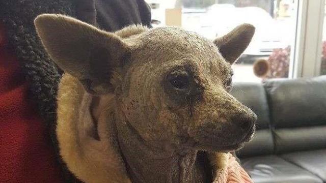 Tony the rescue dog