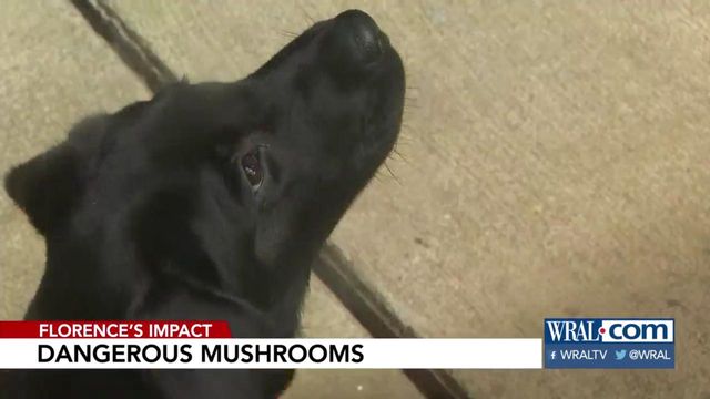 All those mushrooms can be bad for pets