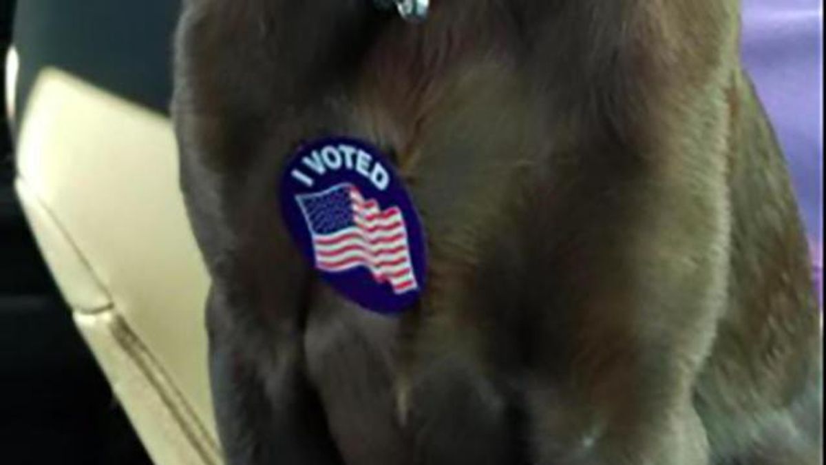 Happy voting!