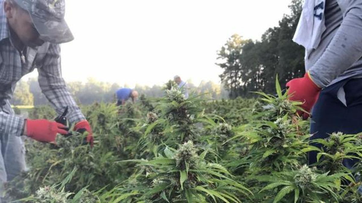 Hemp farmers. Photo courtesy of George Wooten. 