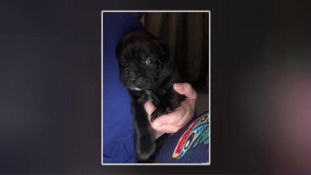 Thieves snatch newborn pups